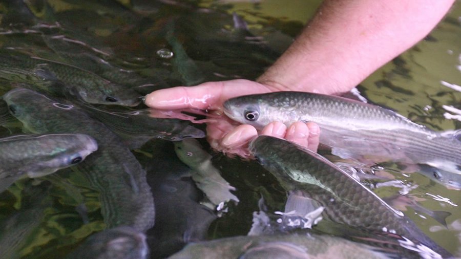 Hand feeding the mullet