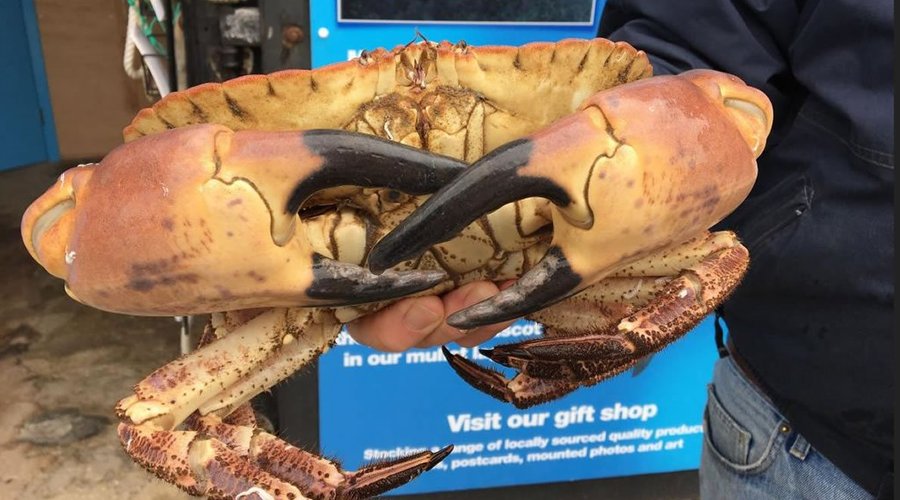 Up close with lobsters and crabs