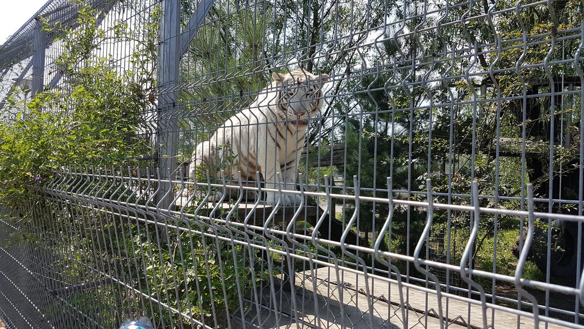 Mini Zoo, Ионушай: лучшие советы перед посещением - Tripadvisor