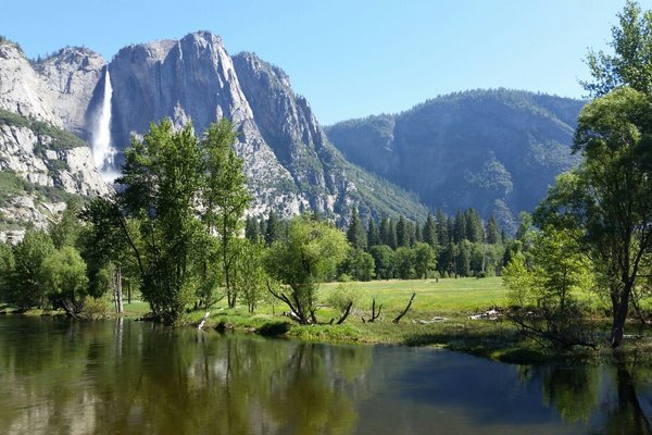 are dogs allowed at yosemite national park