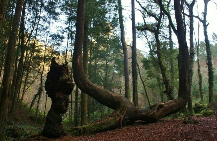 Imagen 2 de Ruta de Senderismo Rio Da Fraga