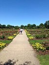 are dogs allowed in lyndale park rose garden