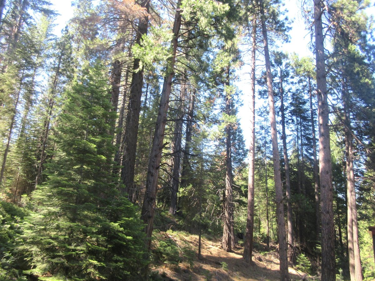 are dogs allowed in sierra national forest