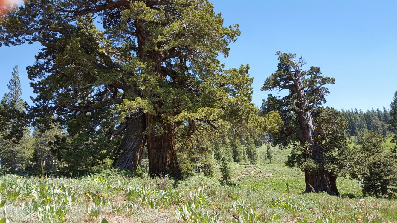 Bennett Western Juniper - All You Need To Know BEFORE You Go (2024)