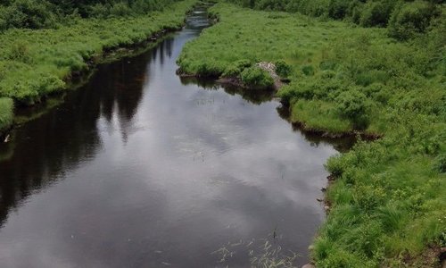 View into wooded marsh, outside Mont Laurier