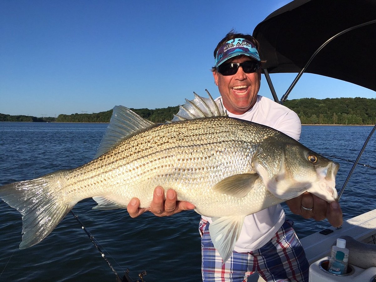 Catching Hybrid Striped Bass On The Fly - EverybodyAdventures