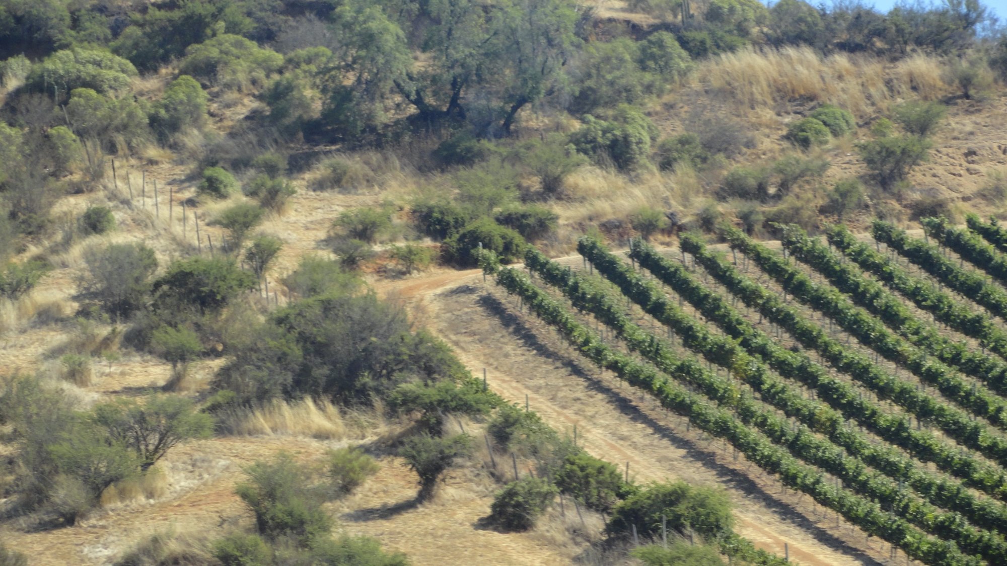 Ruta del Vino - Alto Cachapoal (2025) - All You Need to Know BEFORE You Go (with Reviews)