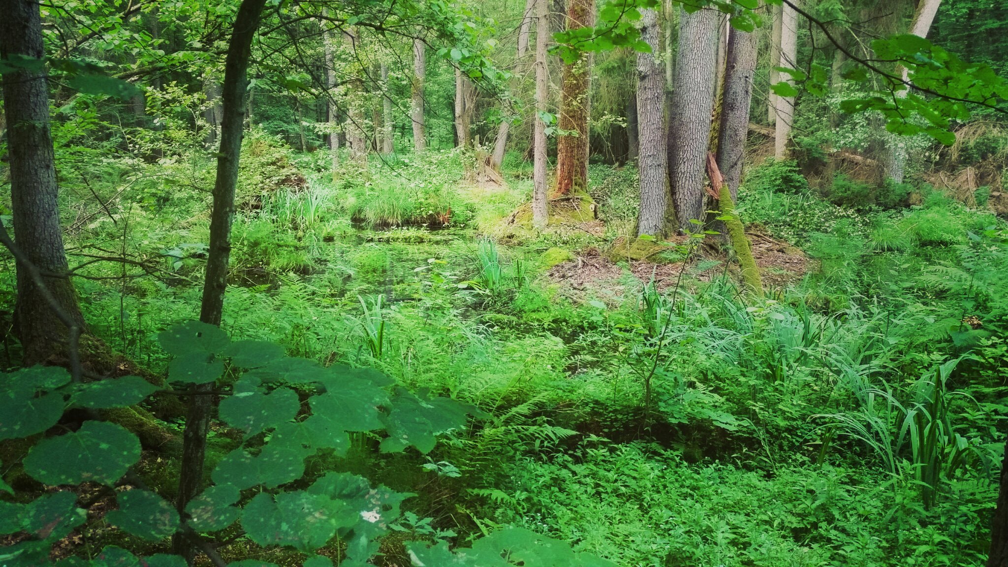 Bialowieza Forest - All You Need to Know BEFORE You Go (with Photos)