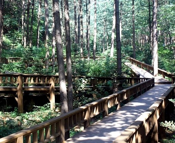 Saneum Natural Recreation Forest image