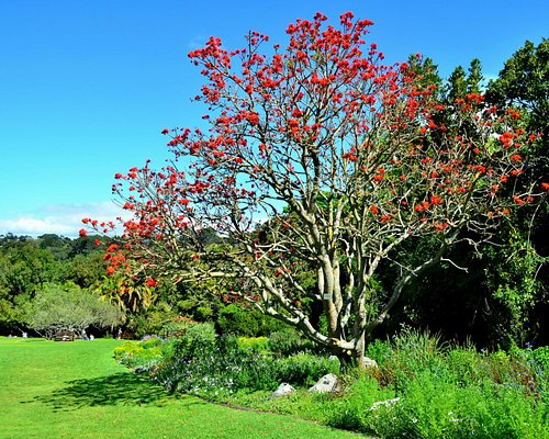 The 5 Best Cape Town Gardens Updated