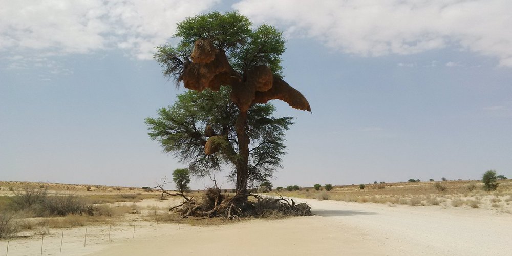 Kgalagadi District 2023 Best Places to Visit Tripadvisor