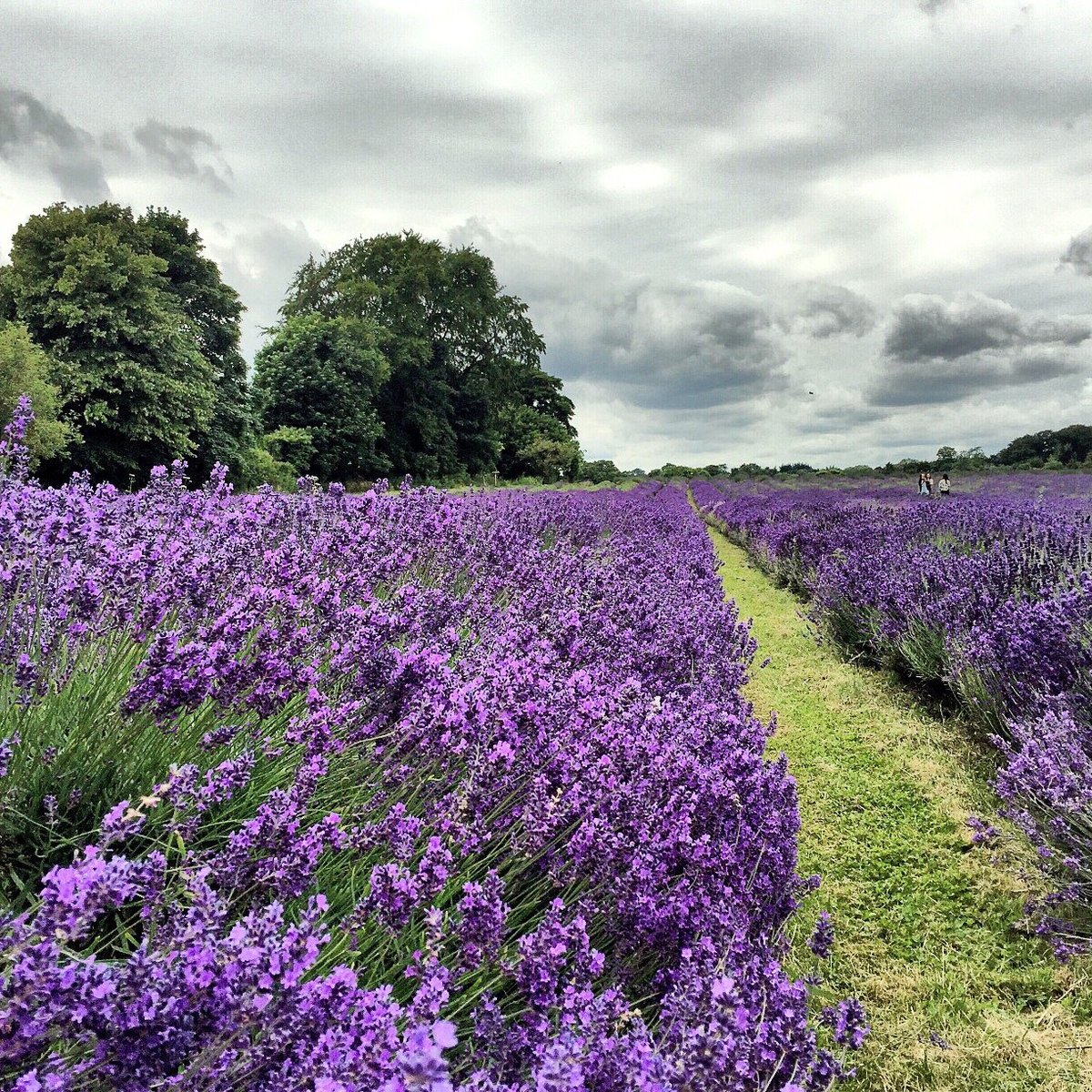 MAYFIELD LAVENDER FARM (Banstead) - All You Need to Know BEFORE You Go