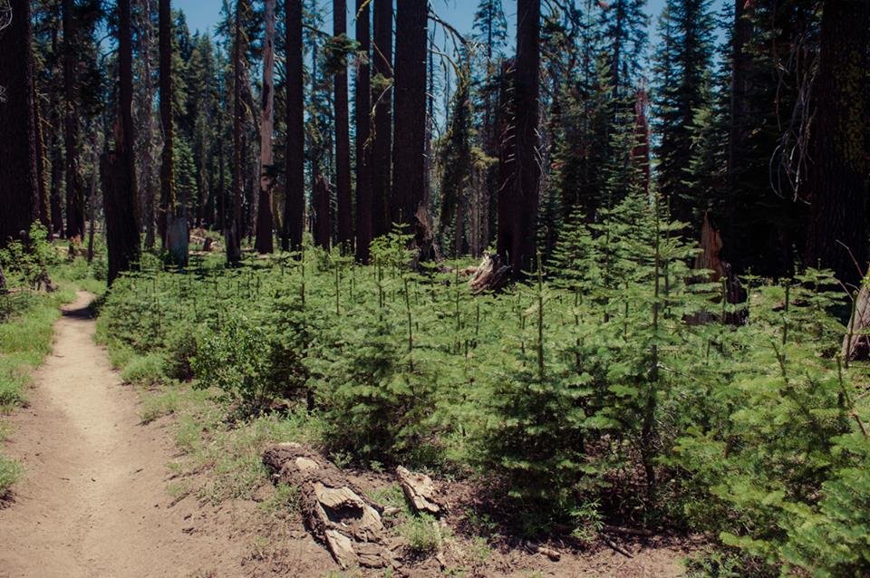 Little baldy trail sequoia hotsell