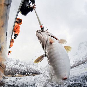 Deep sea fishing - Sommarøy Adventure