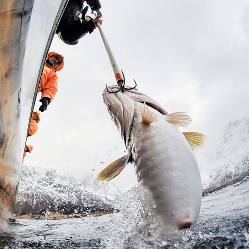 Las mejores ofertas en Hawaiian señuelo de pesca