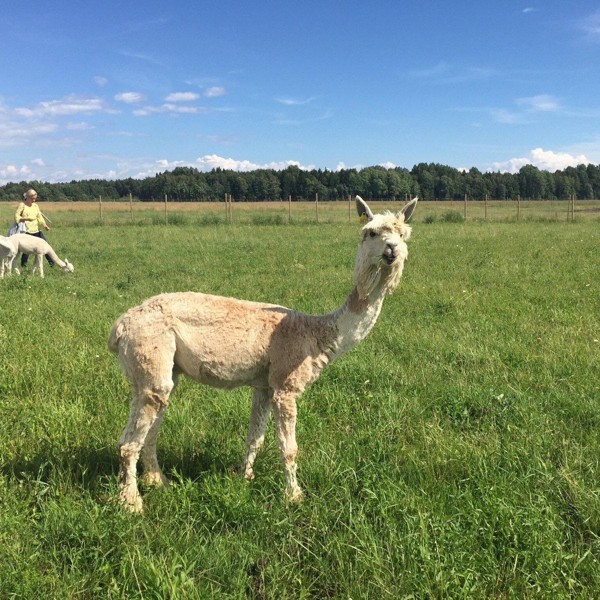 Alpakafarm, Пярну: лучшие советы перед посещением - Tripadvisor