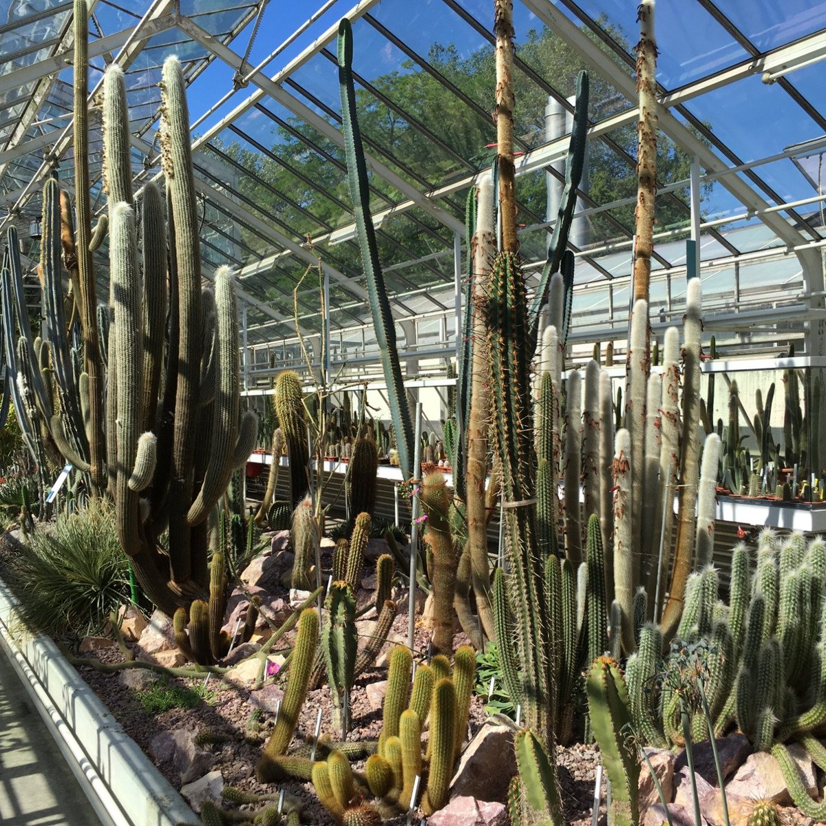 Zurich Succulent Plant Collection, Цюрих: лучшие советы перед посещением -  Tripadvisor