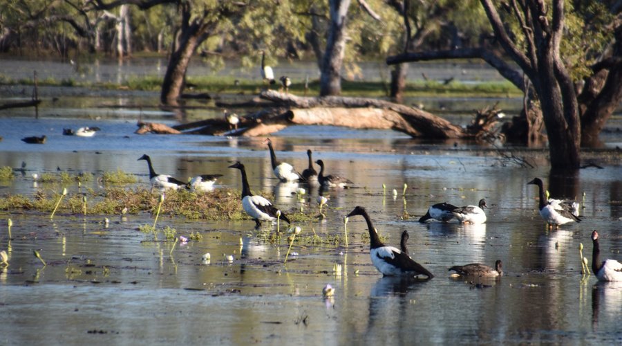 Magie geese make the lagoon their home