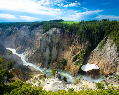 are dogs allowed into yellowstone national park