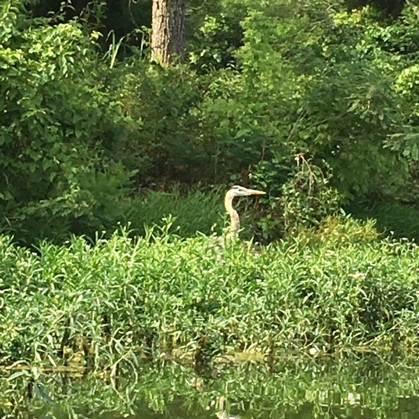 drakes creek park july 4th