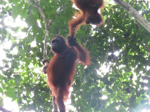 East Kalimantan review images