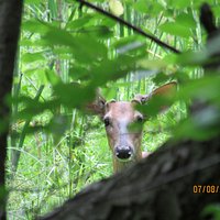 Deer spying on us!