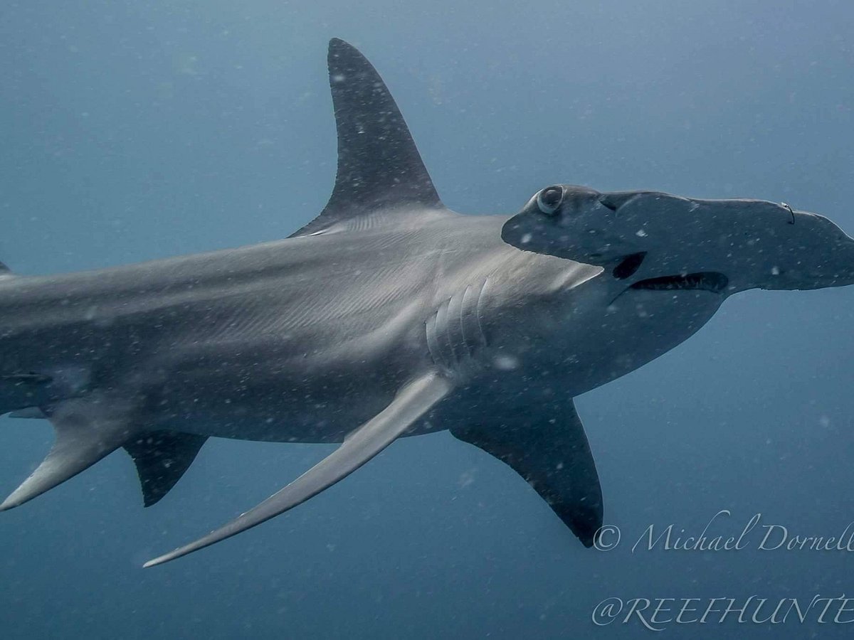 Tarpons at Hammerheads 4/27, Jupiter, FL