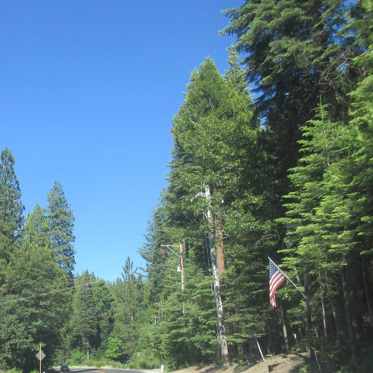 are dogs allowed in stanislaus national forest