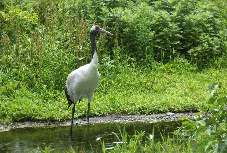 Tanchozuru Natural Park - All You Need to Know BEFORE You Go (2024)