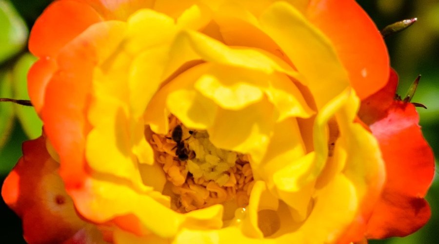 Rose