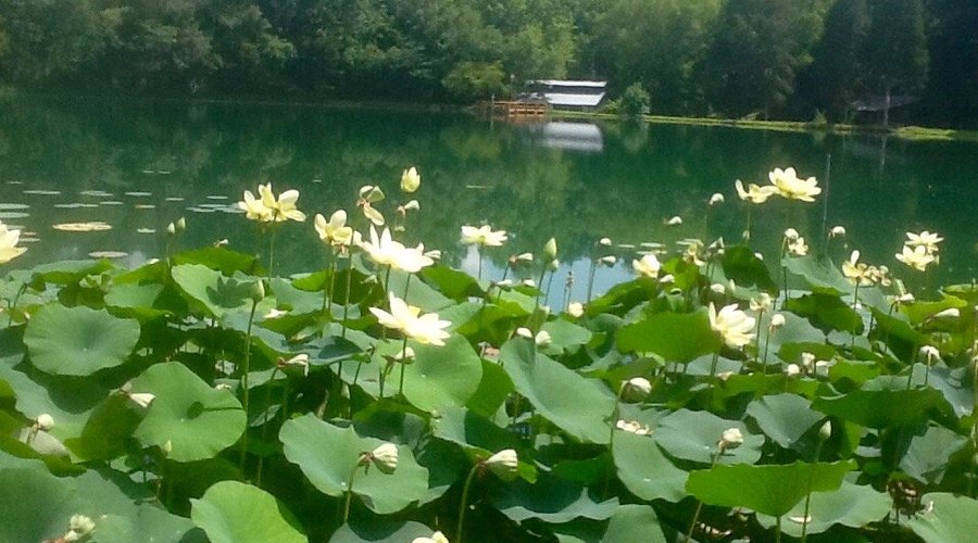 Lake view
