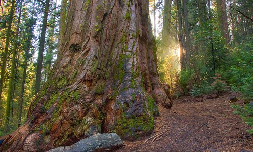 Shadow of the Giants trail in Nelder Grove of Giant Sequoias. Oakhurst, California. 