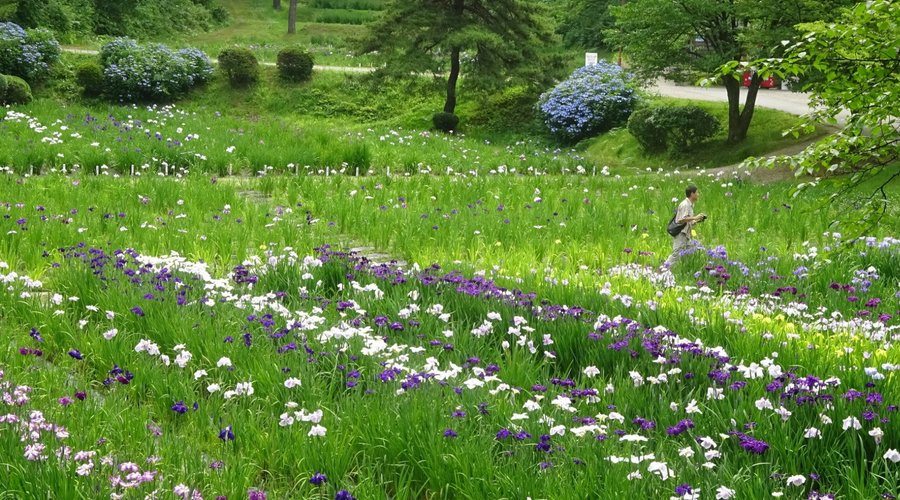 Field of Iris