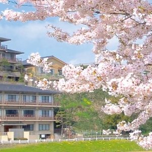 宿は桜の名所にございます