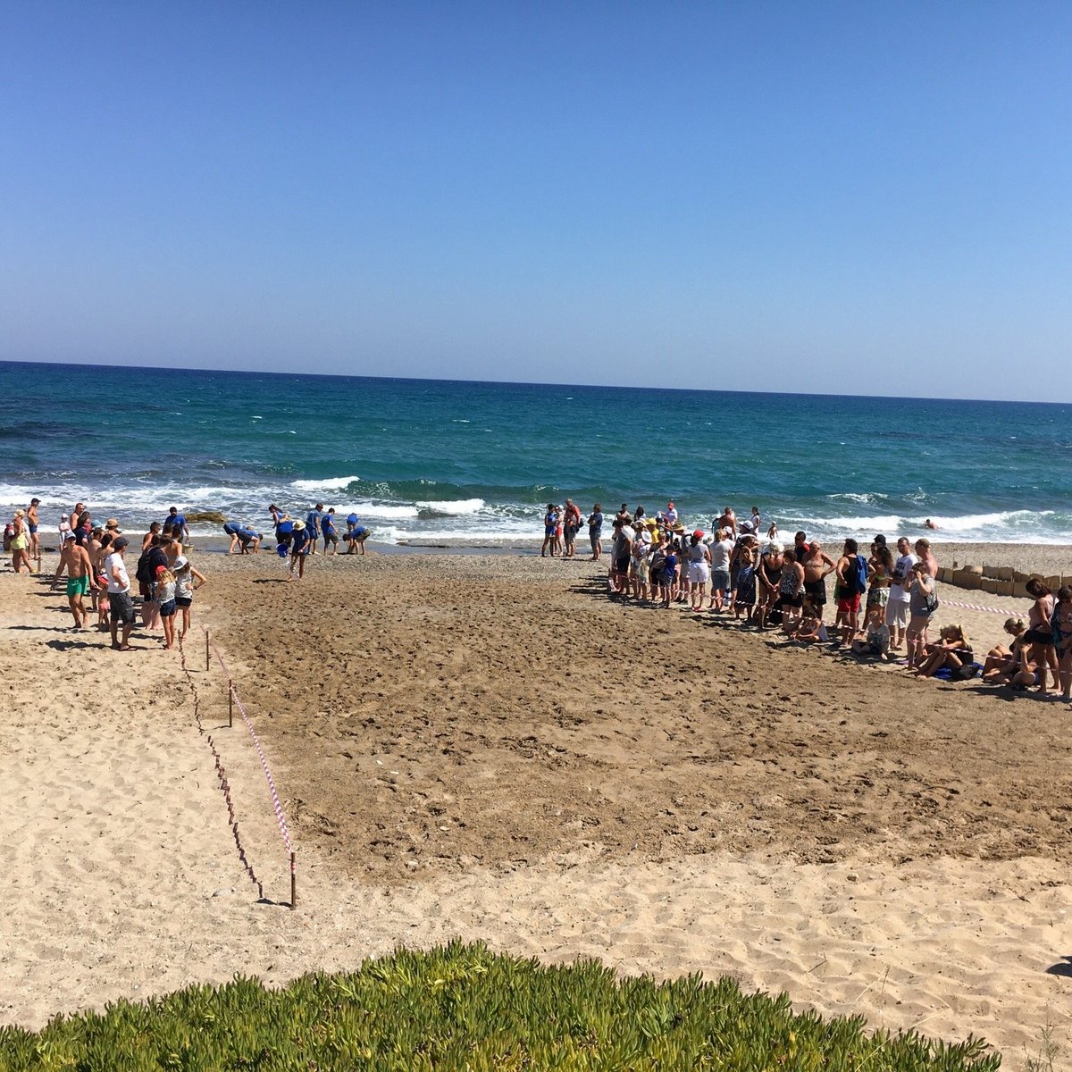 ARCHELON SEA TURTLE PROTECTION SOCIETY OF GREECE (Rethymnon) - All You ...