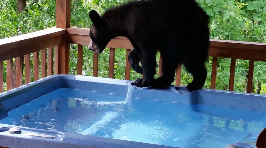 Wanna go swimming? Bear Ridge