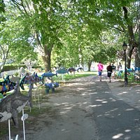 Shark in The Park - 5