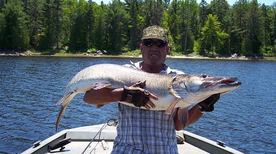 Musky French River 53 Inches Released