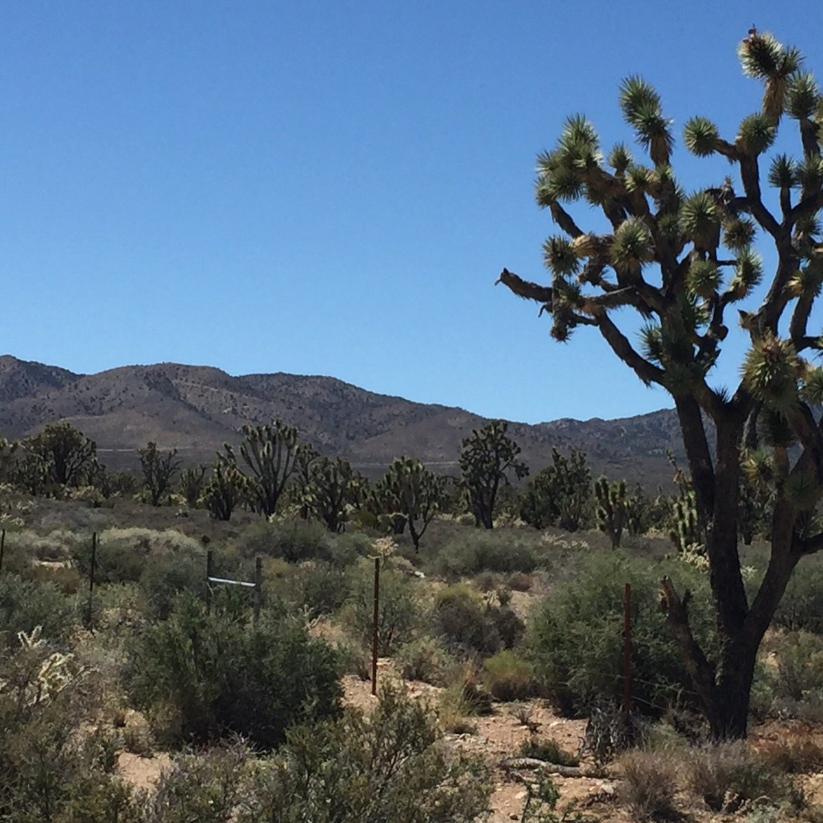 joshua tree forest las vegas