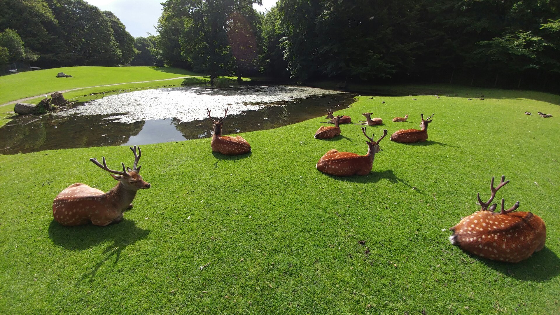 Marselisborg Deer Park All You Need to Know BEFORE You Go 2024