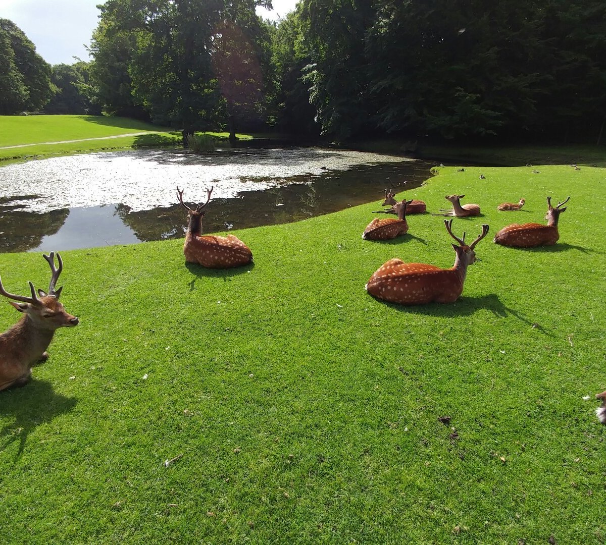 Marselisborg Deer Park, Орхус: лучшие советы перед посещением - Tripadvisor