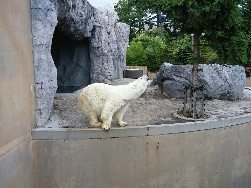 Asahiyama Zoo, Асахикава: лучшие советы перед посещением - Tripadvisor