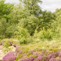 Heather in bloom in Insh Marches. (c) Colin Mackay @ www.gaspix15.co.uk