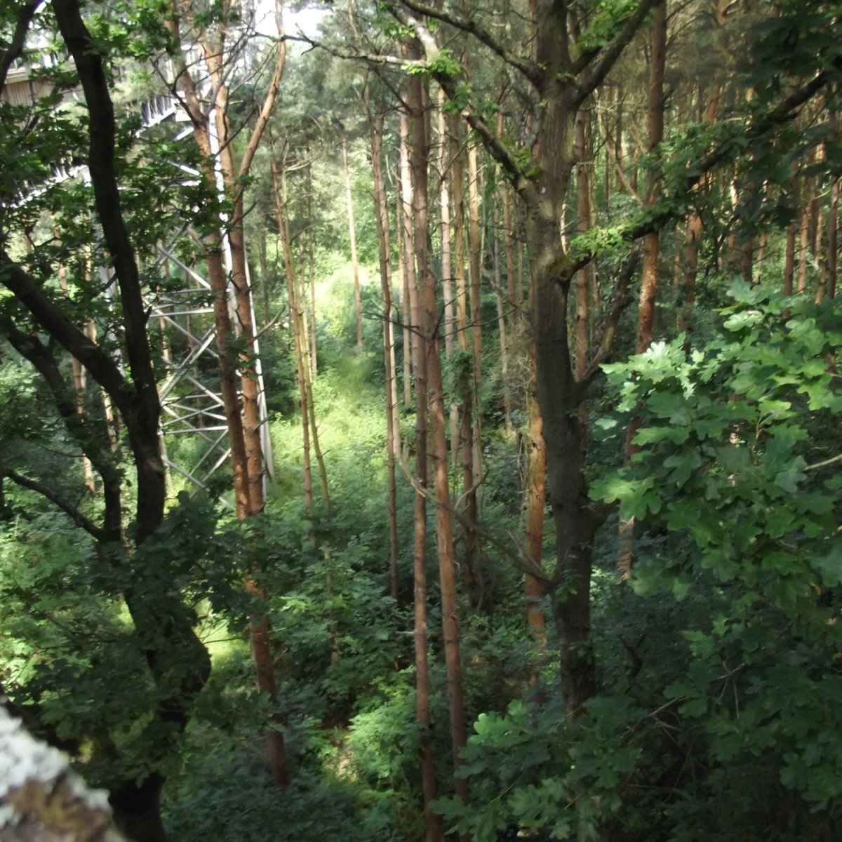 SALCEY FOREST NORTHAMPTONSHIRE INGLATERRA