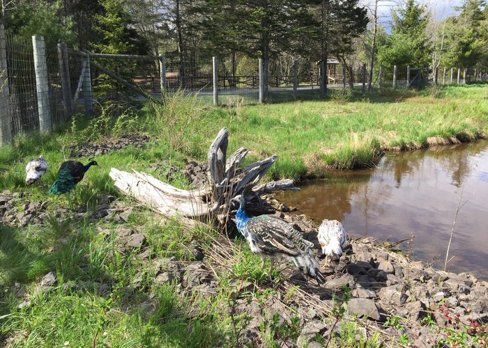 Shubenacadie Wildlife Park