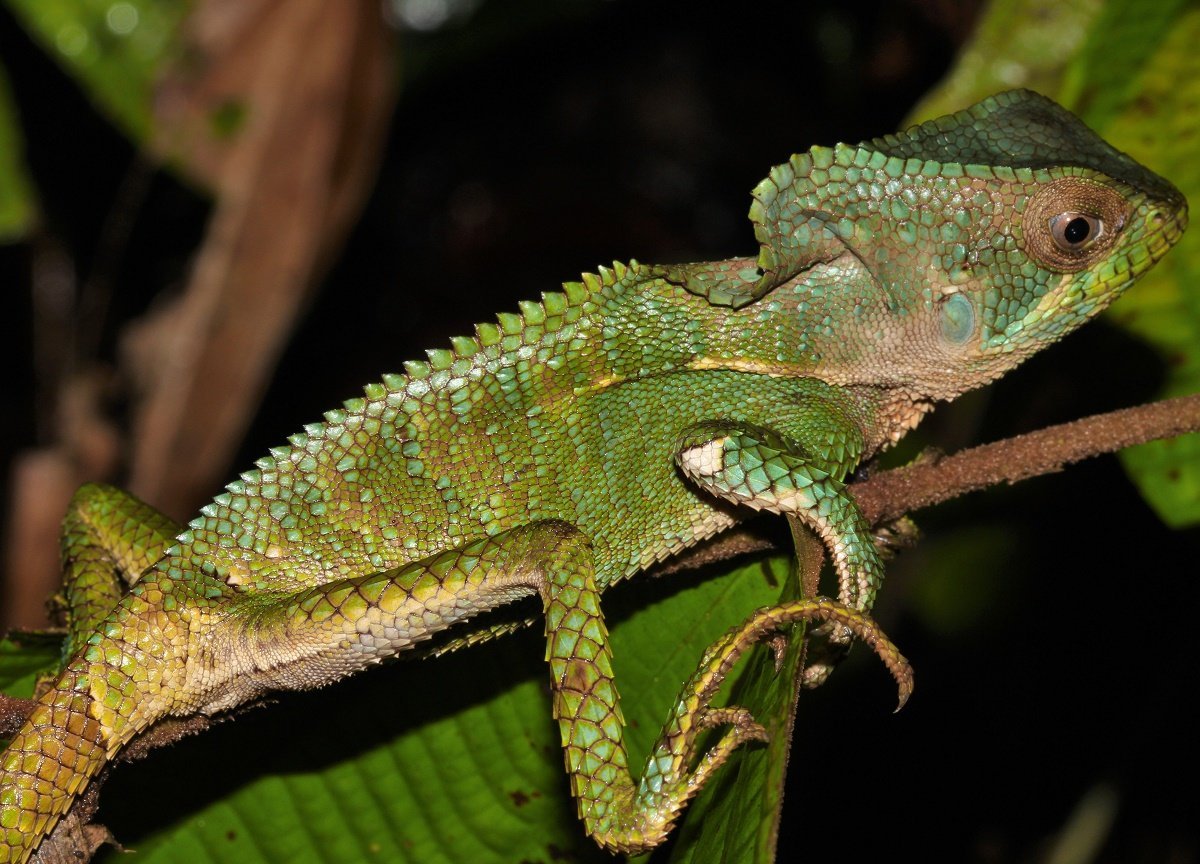 Bushmaster Adventures Costa Rica - All You Need to Know BEFORE You Go ...