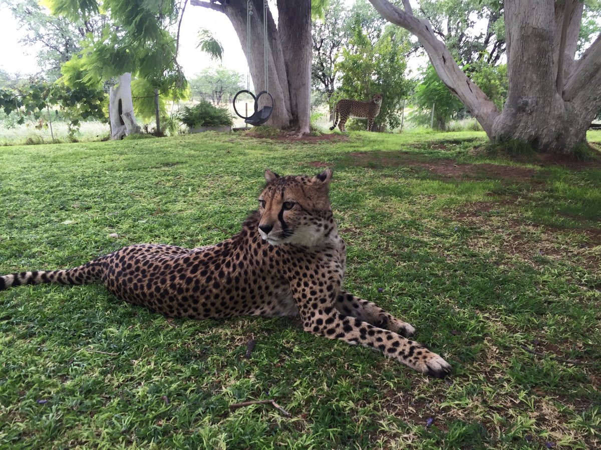 Otjitotongwe Cheetah Park, Kamanjab: лучшие советы перед посещением -  Tripadvisor