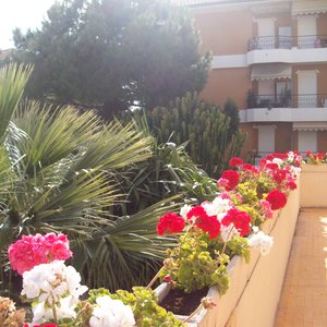 Fiori sui terrazzi comuni