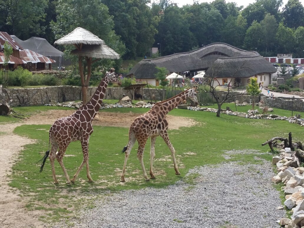 Zoo Jihlava, Йиглава: лучшие советы перед посещением - Tripadvisor