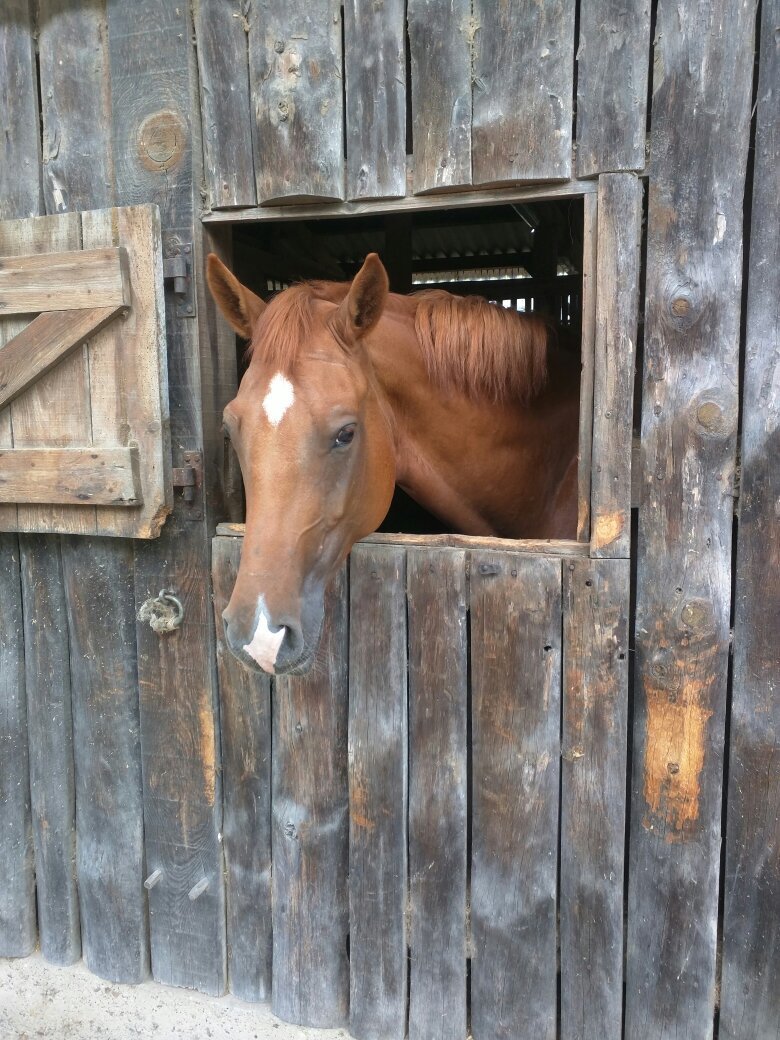 CENTRE EQUESTRE BISCAROSSE LAOUADIE All You Need to Know BEFORE